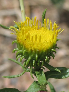 Grindelia spp.